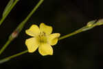 Florida yellow flax